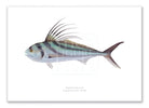 Roosterfish, Nematistius pectoralis Gill, 1862 - Fine Art Print-Stick Figure Fish Illustration