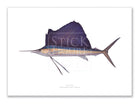 Sailfish - Istiophorus platypterus (Shaw & Nodder 1792) - Fine Art Print-Stick Figure Fish Illustration