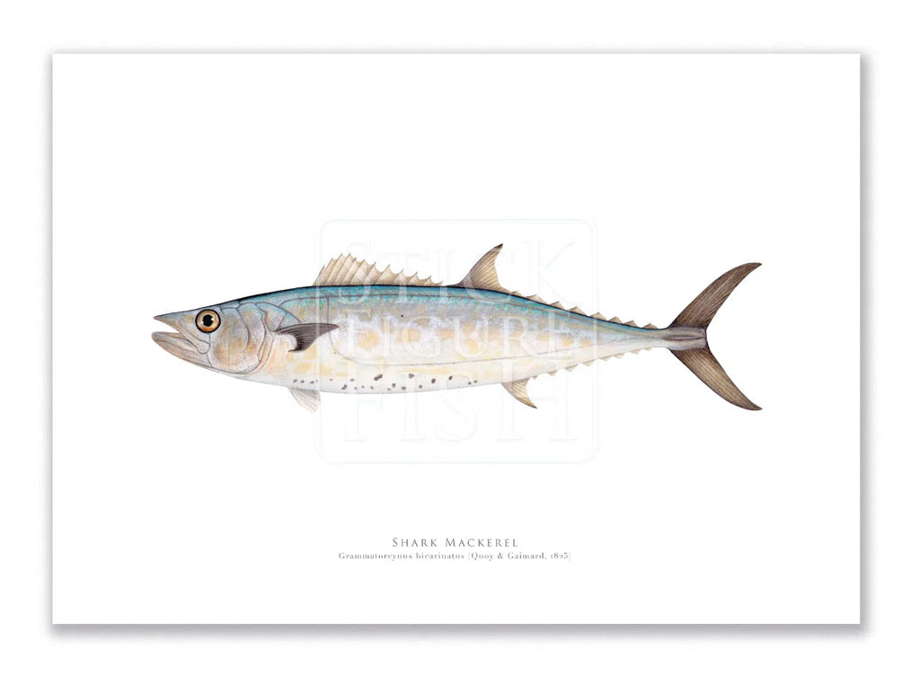 Shark Mackerel, Grammatorcynus bicarinatus (Quoy & Gaimard 1825) - Fine Art Print-Stick Figure Fish Illustration