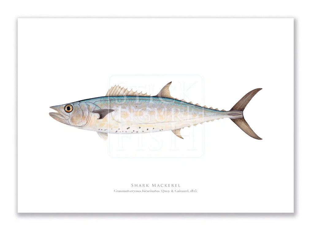 Shark Mackerel, Grammatorcynus bicarinatus (Quoy & Gaimard 1825) - Fine Art Print-Stick Figure Fish Illustration