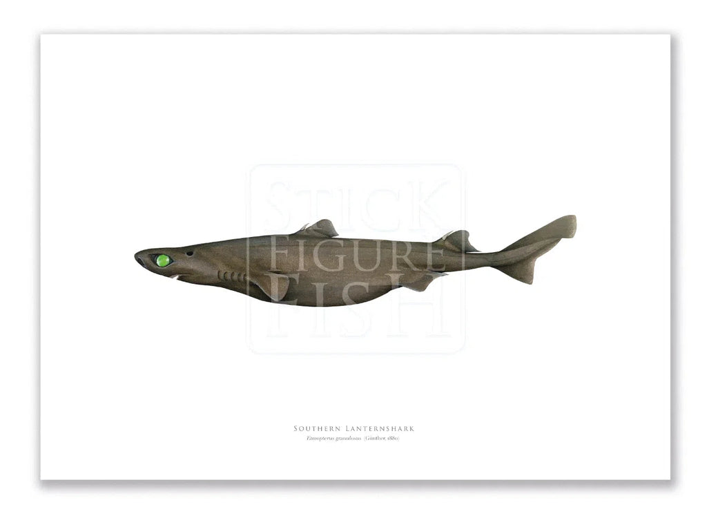 Southern Lanternshark, Etmopterus granulosus (Günther, 1880) - Fine Art Print-Stick Figure Fish Illustration