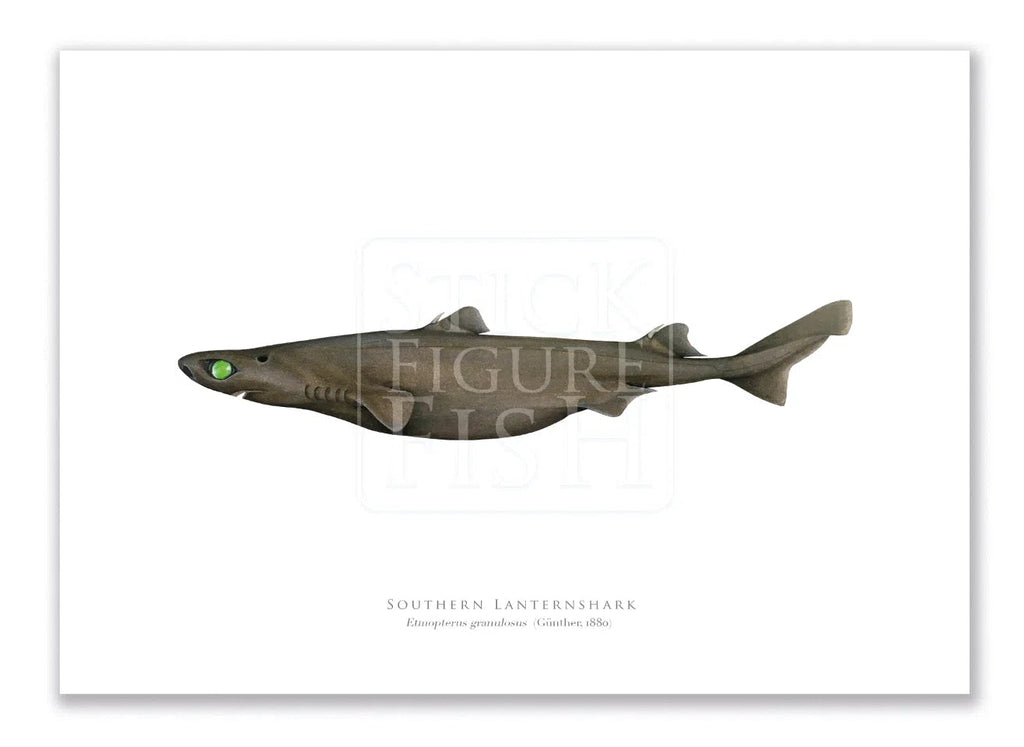 Southern Lanternshark, Etmopterus granulosus (Günther, 1880) - Fine Art Print-Stick Figure Fish Illustration