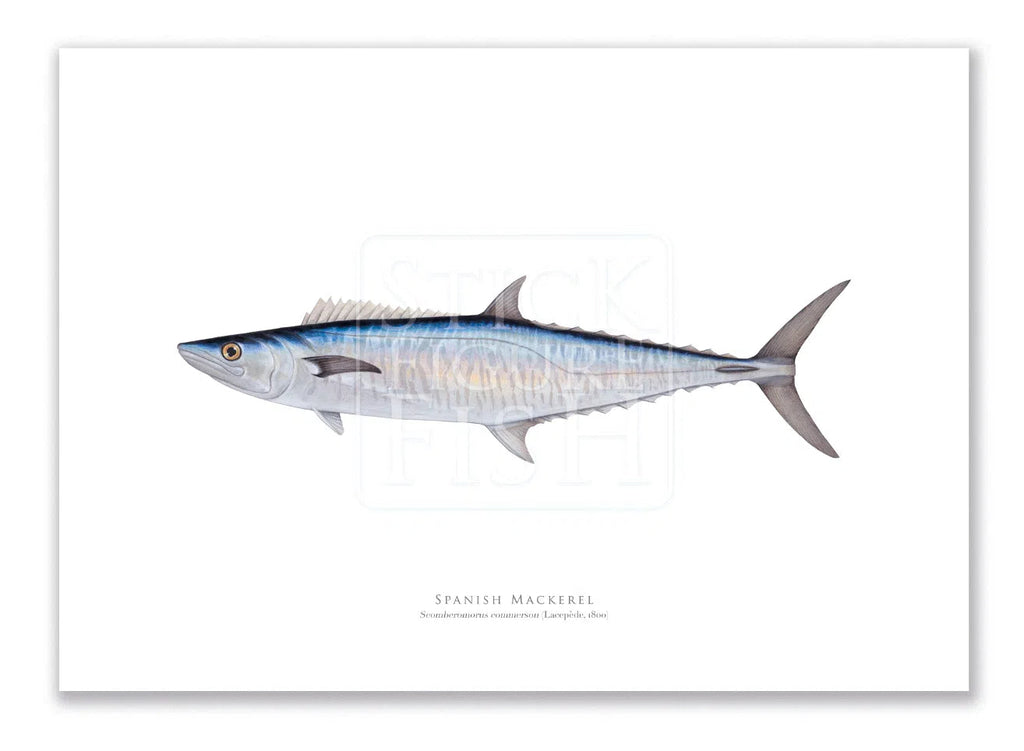 Spanish Mackerel, Scomberomorus commerson (Lacépède 1800) - Fine Art Print-Stick Figure Fish Illustration