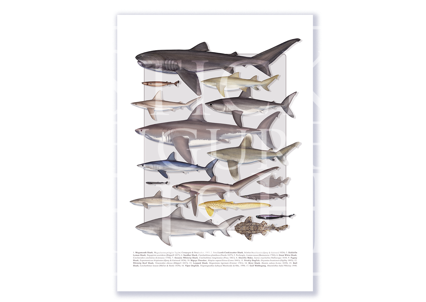 Fine art shark species compilation print by Dr. Lindsay Marshall on Hahnemühle German Etching paper.