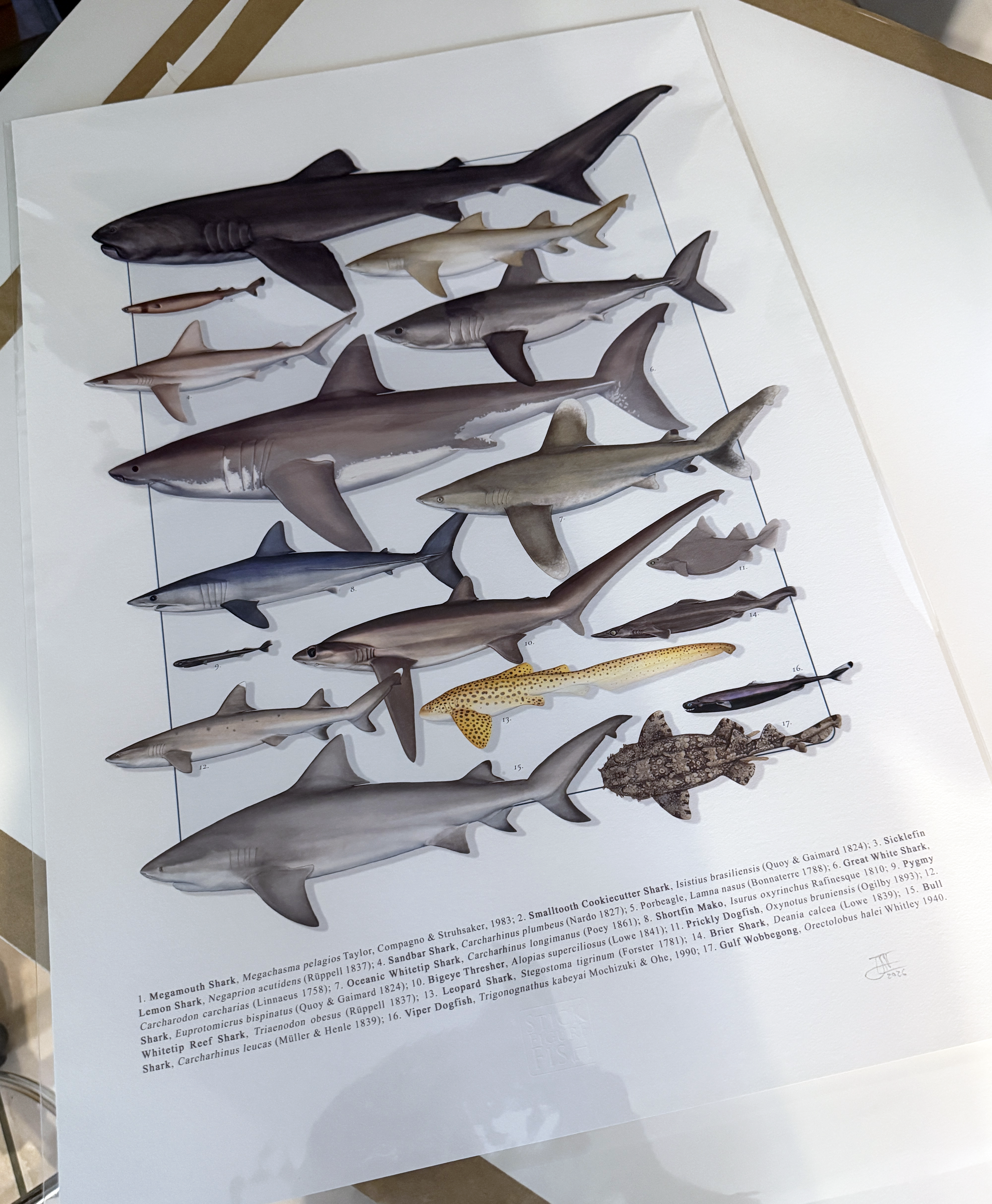 Detailed scientific illustration of a Great White Shark and Shortfin Mako, archival ink on textured art paper.