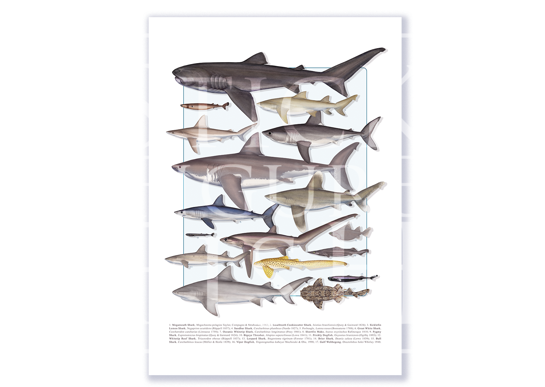 Fine art shark species compilation print by Dr. Lindsay Marshall on Hahnemühle German Etching paper.
