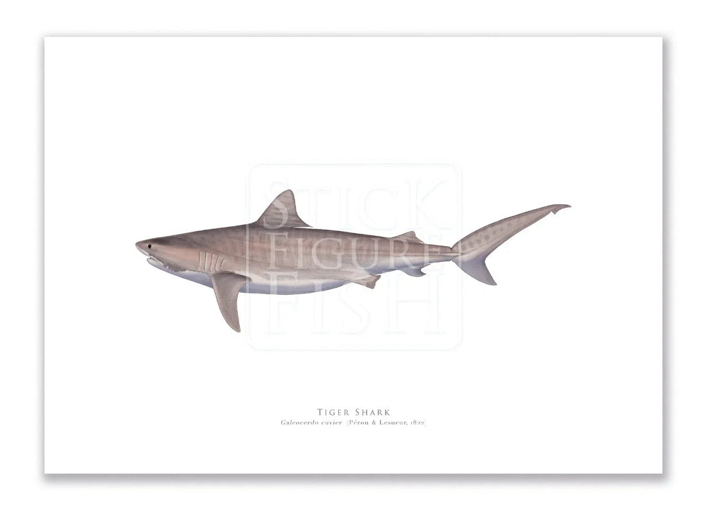 Tiger Shark, Galeocerdo cuvier (Péron & Lesueur 1822) - Fine Art Print-Stick Figure Fish Illustration