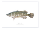 Murray Cod A4 Print Mockup Shadow.png by Dr Lindsay Marshall