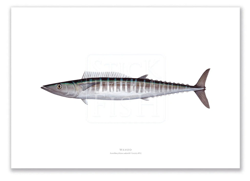 Wahoo, Acanthocybium solandri (Cuvier 1832) - Illustration 1 - Fine Art Print-Stick Figure Fish Illustration