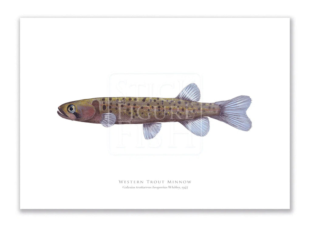 Western Trout Minnow, Galaxius truttaceus hesperius Whitley, 1944 - Fine Art Print-Stick Figure Fish Illustration