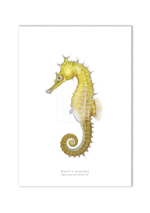 White's Seahorse - Fine Art Print-Stick Figure Fish Illustration