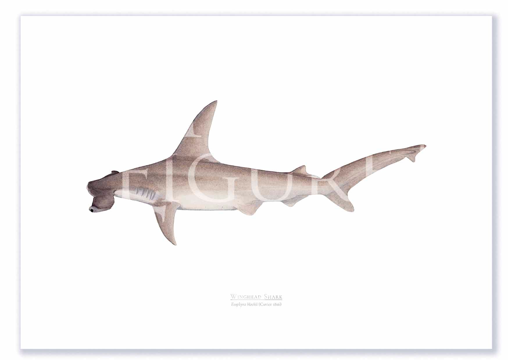 Winghead Shark A2 Print Mockup Shadow.jpg by Dr Lindsay Marshall