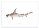 Winghead Shark A3 Print Mockup Shadow.jpg by Dr Lindsay Marshall