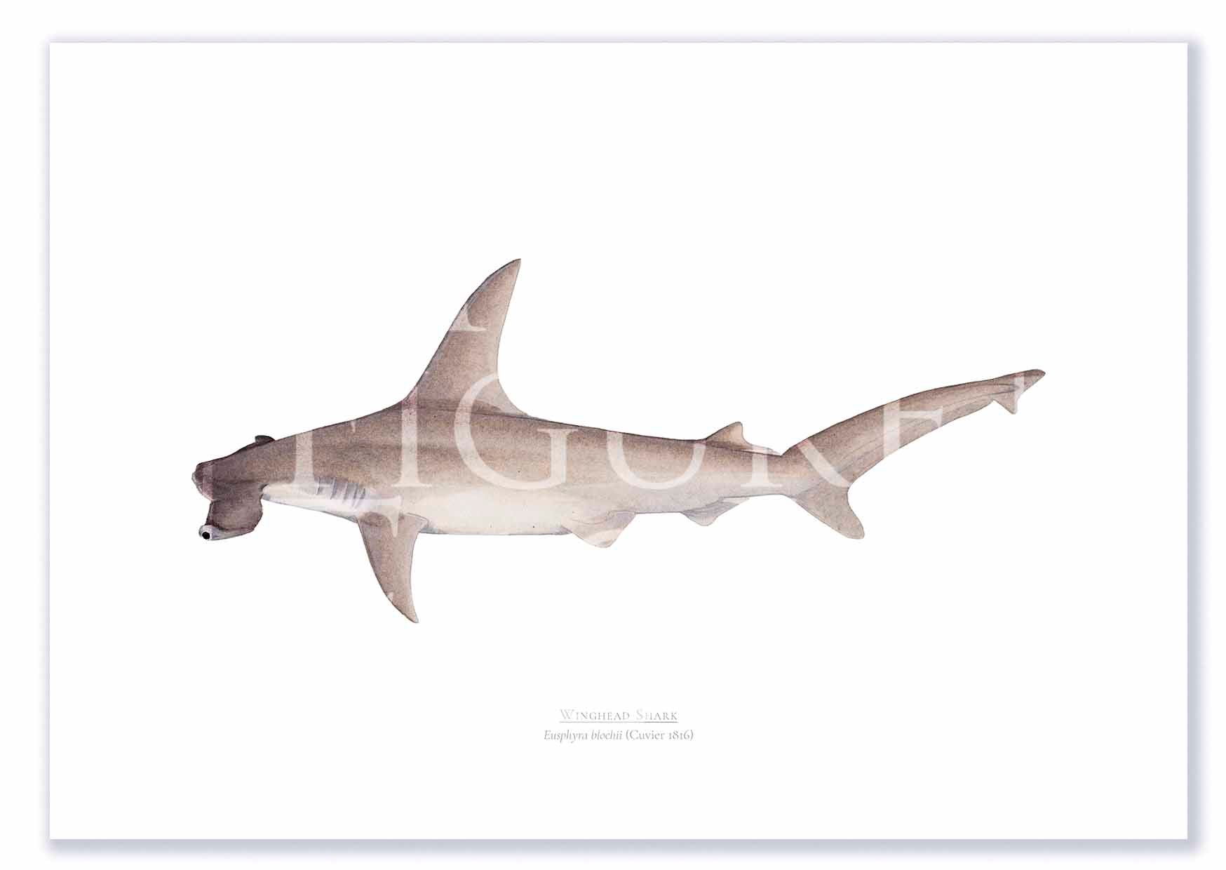 Winghead Shark A3 Print Mockup Shadow.jpg by Dr Lindsay Marshall