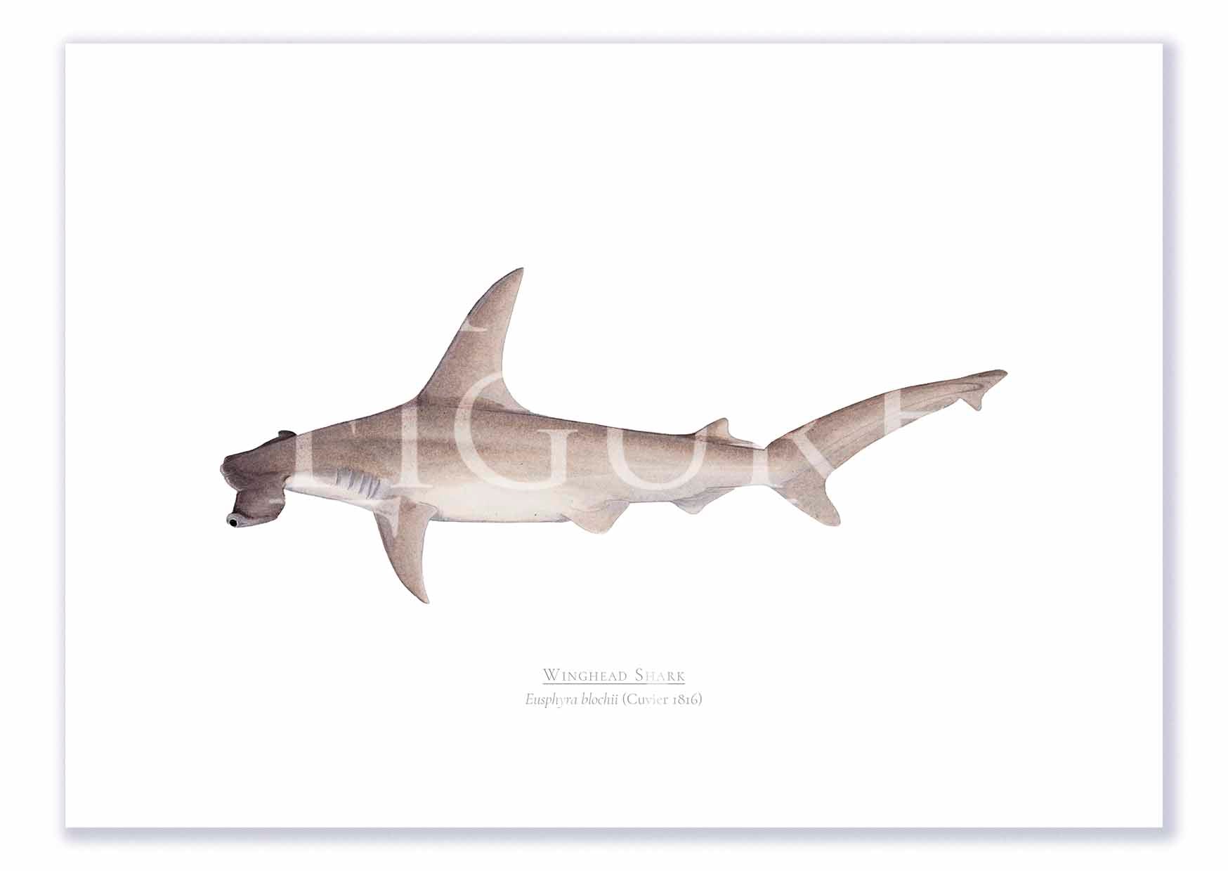 Winghead Shark A4 Print Mockup Shadow.jpg by Dr Lindsay Marshall