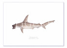 Winghead Shark A4 Print Mockup Shadow.jpg by Dr Lindsay Marshall