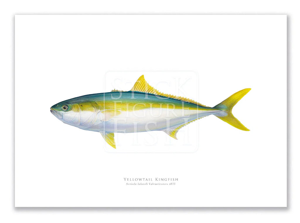 Yellowtail Kingfish, Seriola lalandi Valenciennes 1833 - Fine Art Print-Stick Figure Fish Illustration