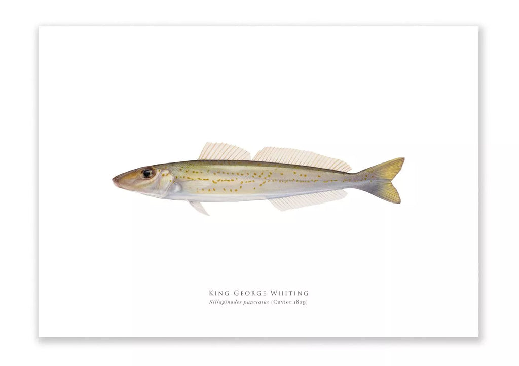King George Whiting, Sillaginodes punctatus (Cuvier 1829) - Fine Art Print-Stick Figure Fish Illustration