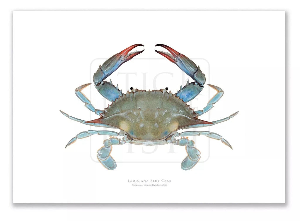 Louisiana Blue Crab, Callinectes sapidus Rathbun, 1896 - Fine Art Print-Stick Figure Fish Illustration