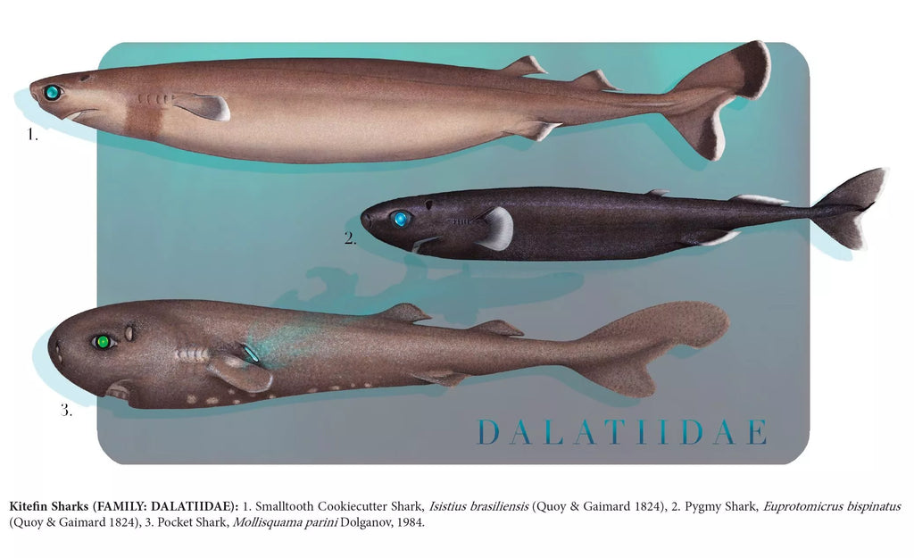 Sharks of the Deep 2023 Calendar - Mug-Stick Figure Fish Illustration