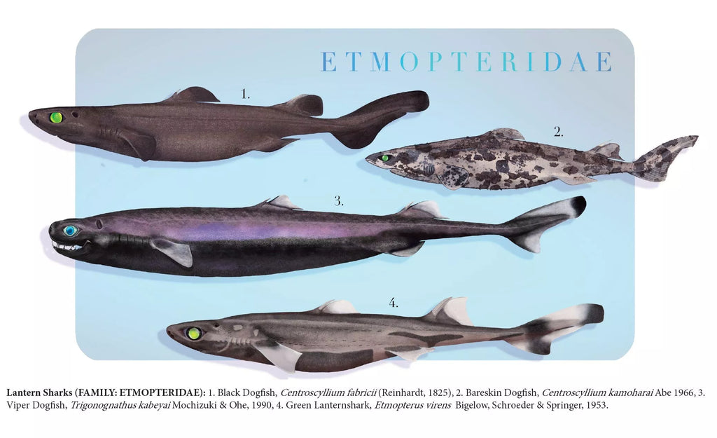 Sharks of the Deep 2023 Calendar - Mug-Stick Figure Fish Illustration