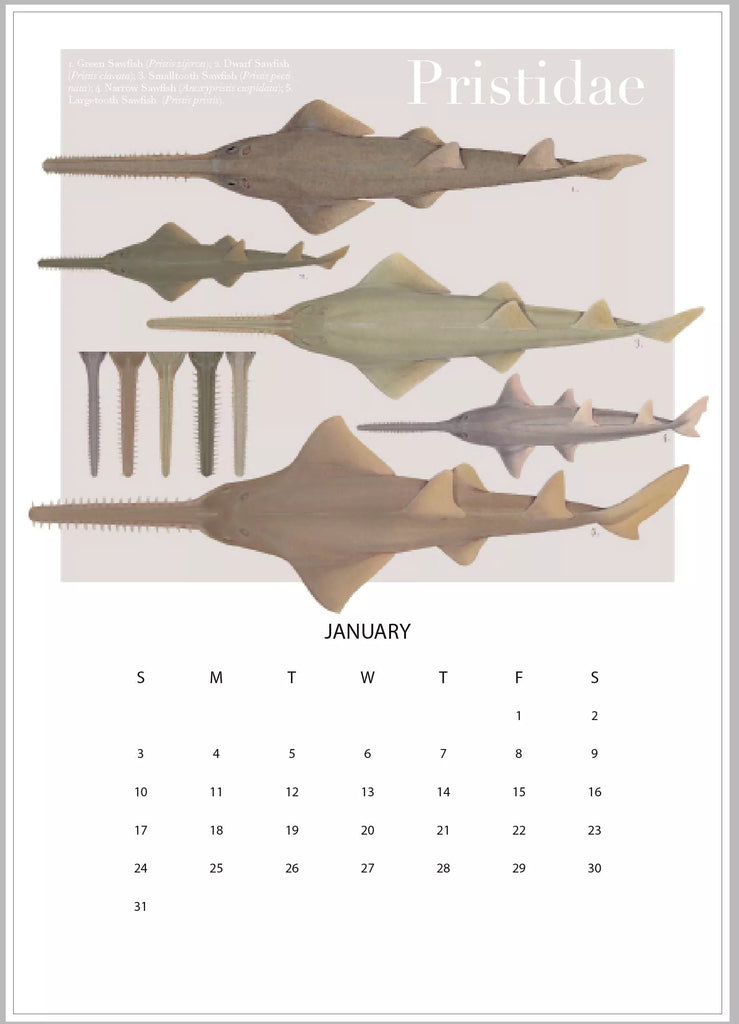 Stick Figure Fish 2021 Calendar - Rays of the world - Stick Figure Fish Illustration