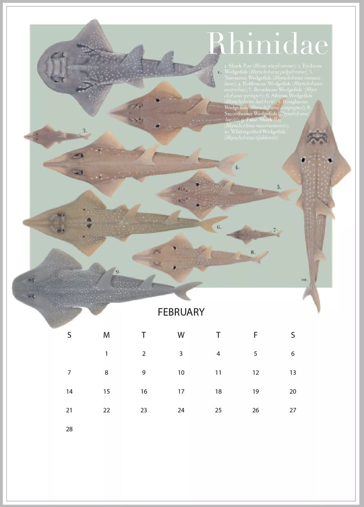 Stick Figure Fish 2021 Calendar - Rays of the world-Stick Figure Fish Illustration