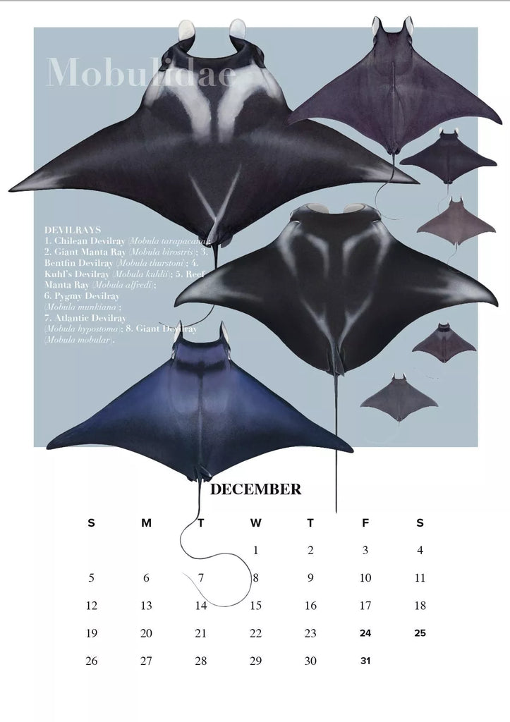Stick Figure Fish 2021 Calendar - Rays of the world - Stick Figure Fish Illustration